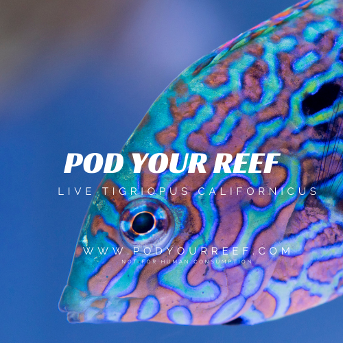 Aquarium Care