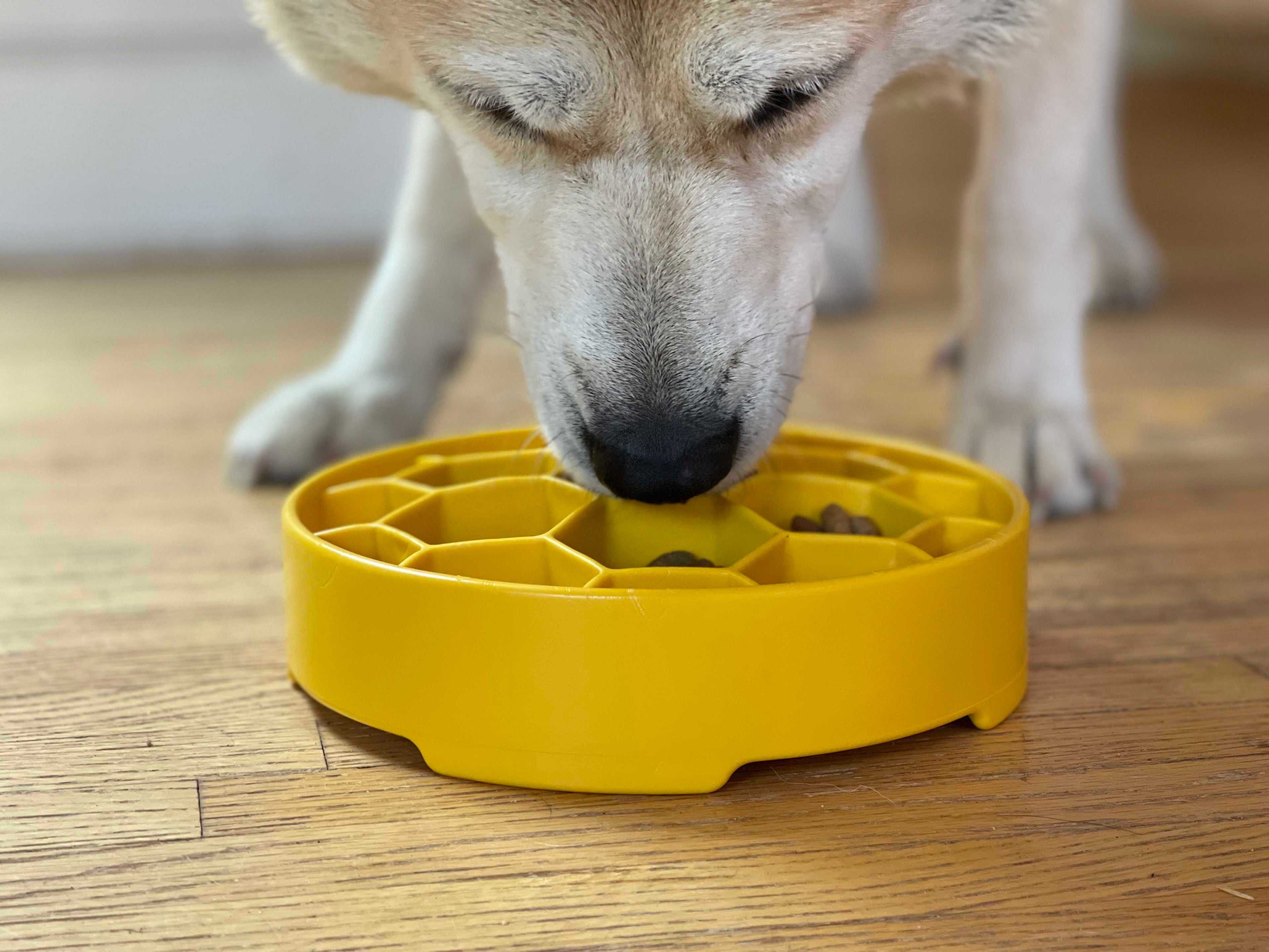 Feeding & Water Dispensers