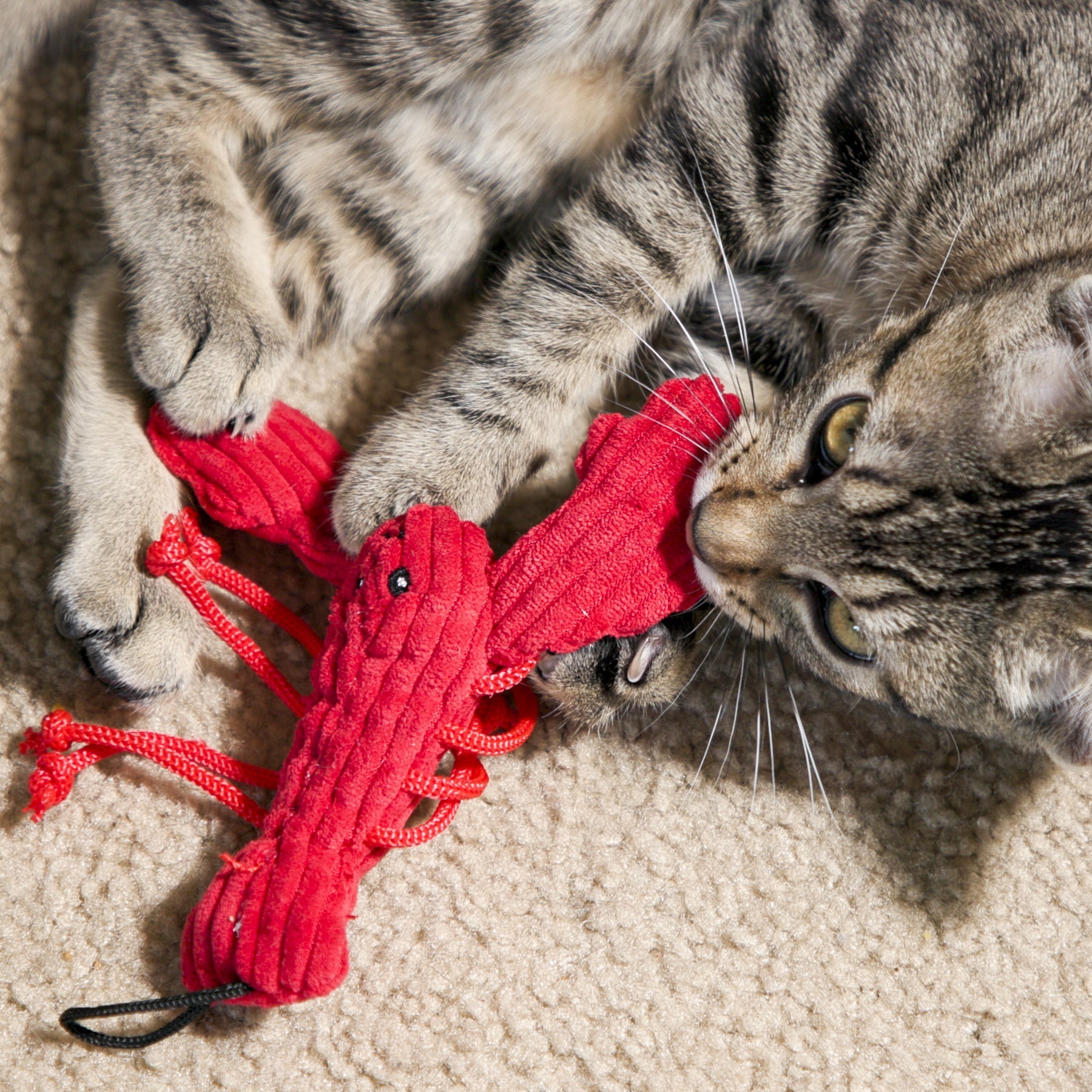 Cat Toys/Enrichment