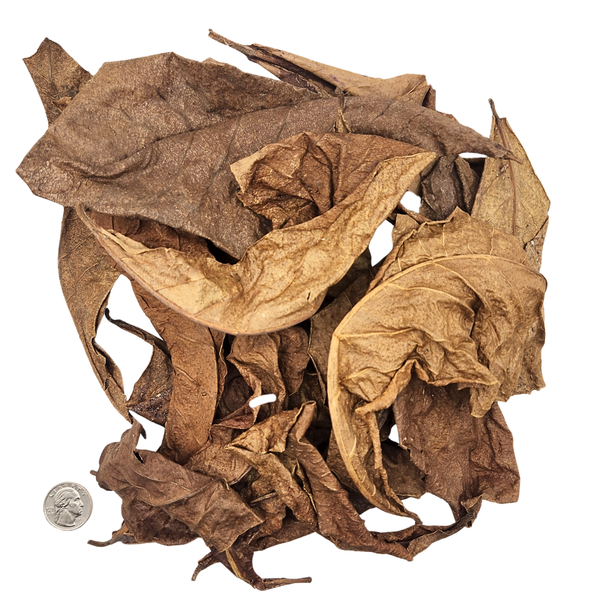 Peruvian Almendra Leaf Litter