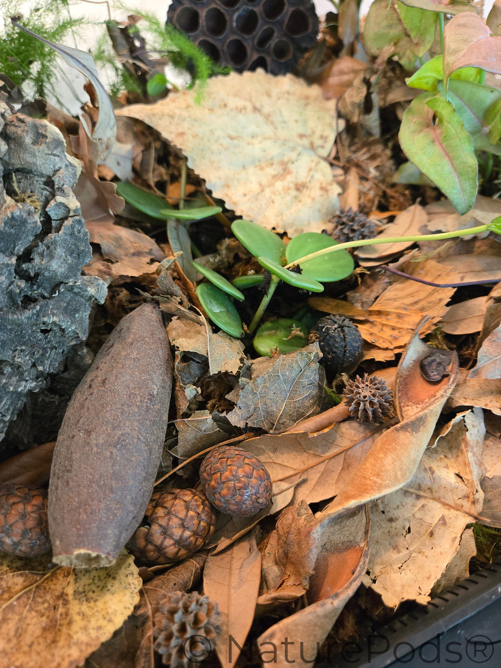 Mini/Nano Seed Pod Variety Pack - 37 Pieces