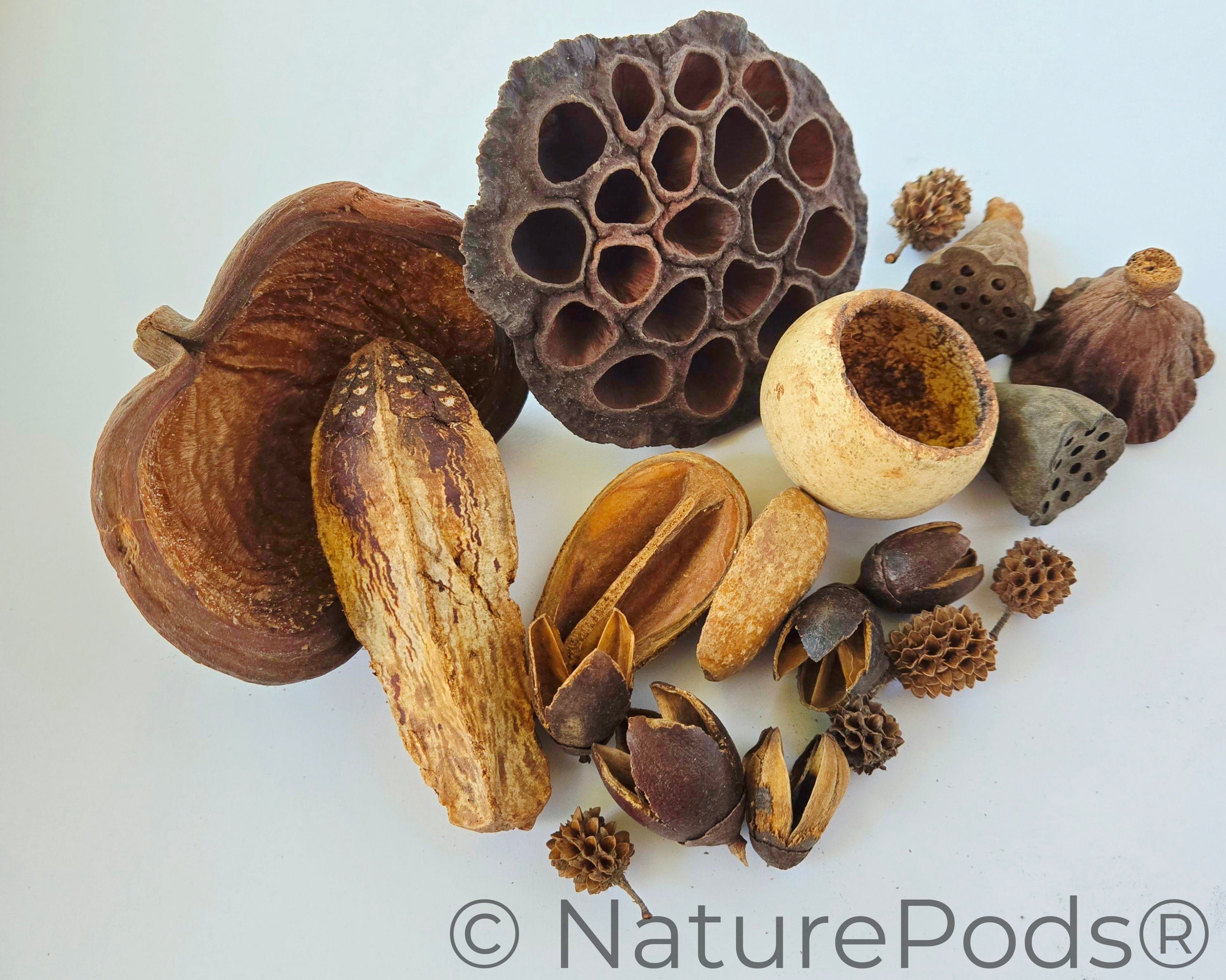 Assorted Botanical Seed Pod Pack