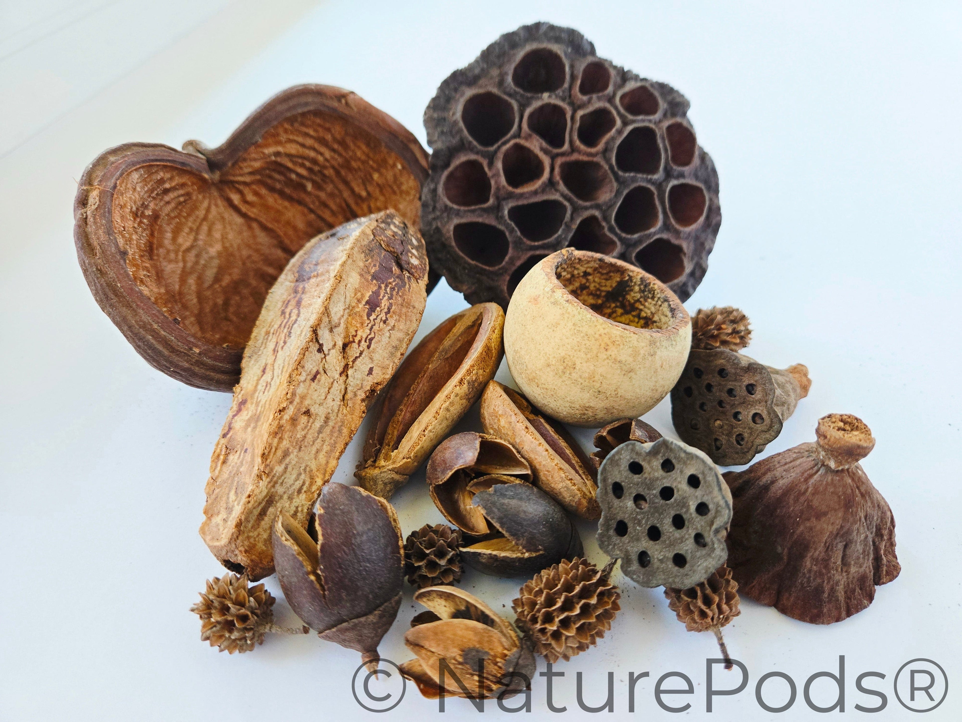 Assorted Botanical Seed Pod Pack