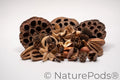 Botanical Seed Pod Variety Pack - 33 Pieces