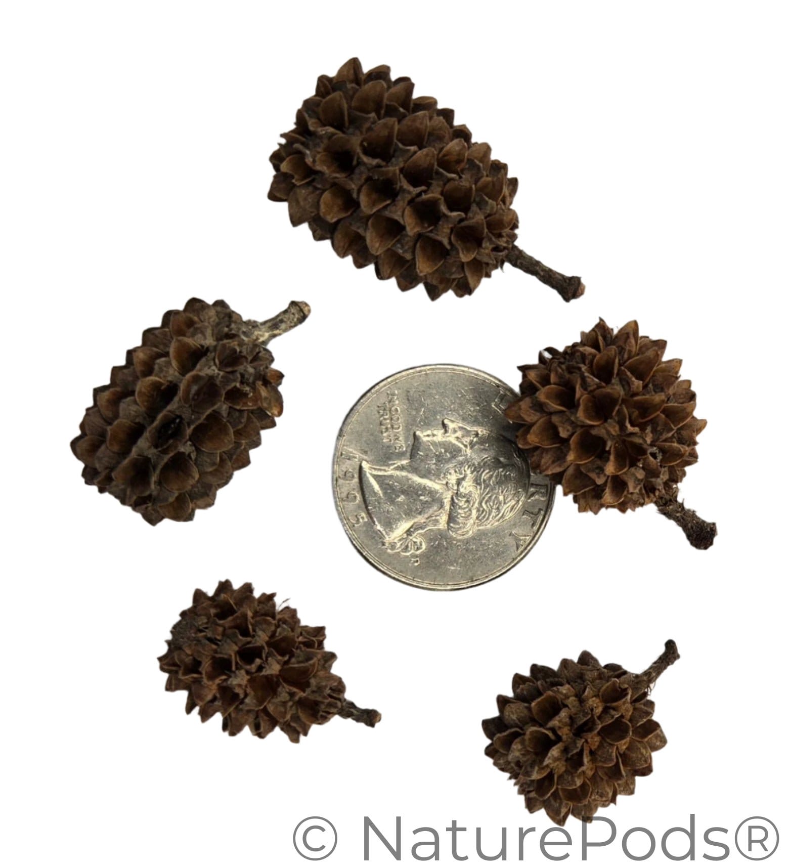 Casuarina Cones