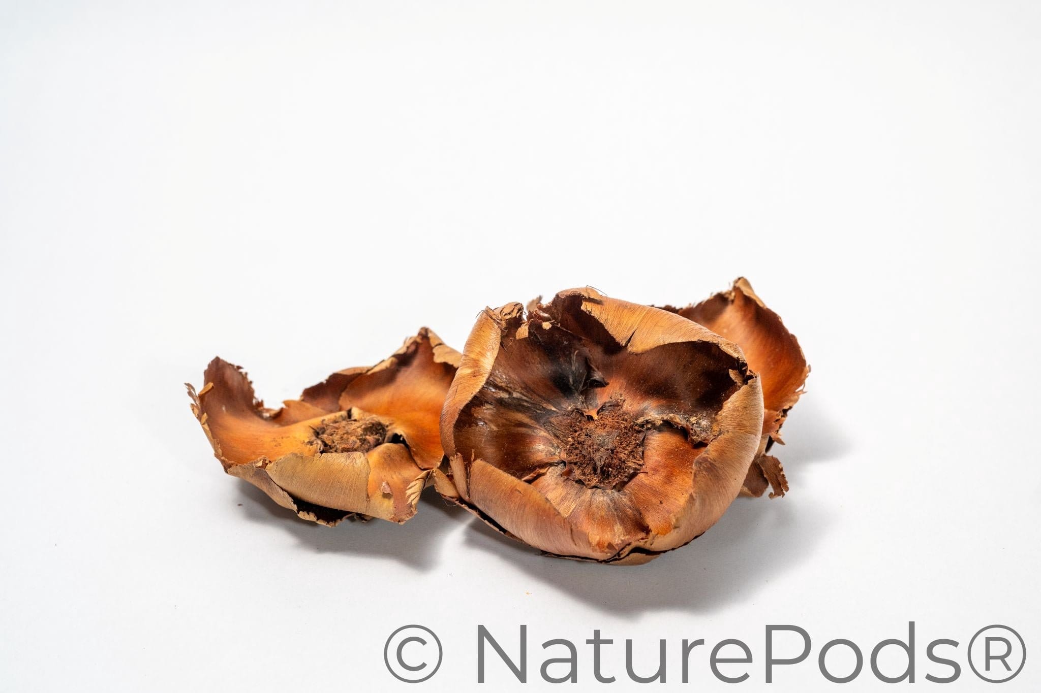 Coco Flowers (Dried Palm Caps)