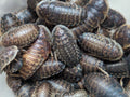 Live Organic Dubia Roaches