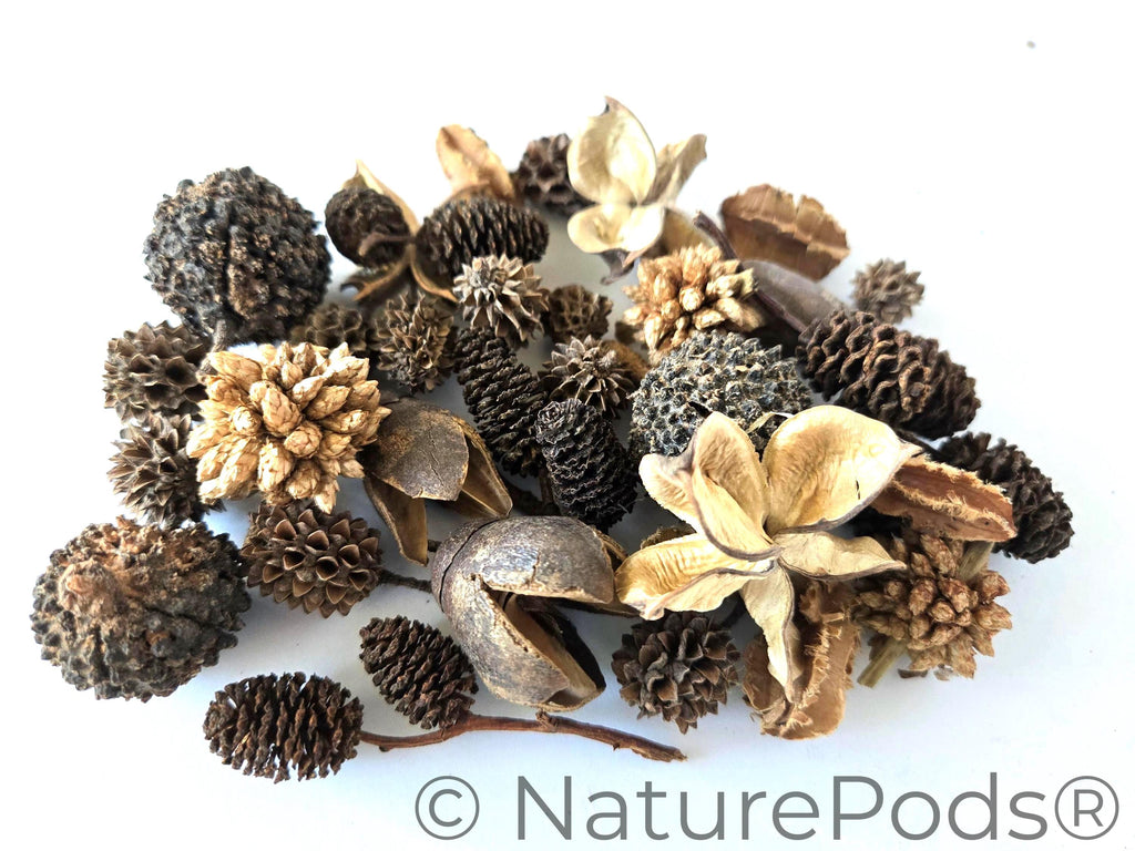Mini/Nano Seed Pod Variety Pack - 37 Pieces