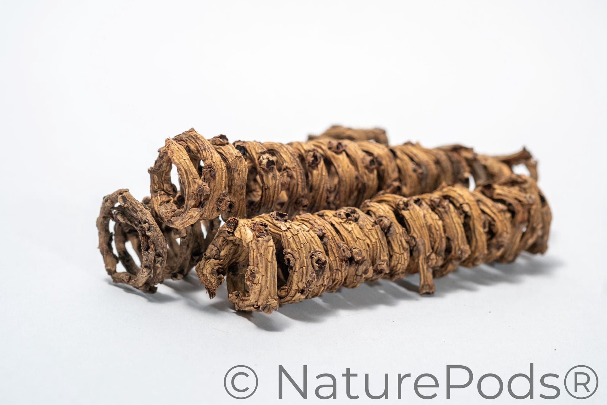 Palm Tail Spring