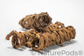 Palm Tail Spring