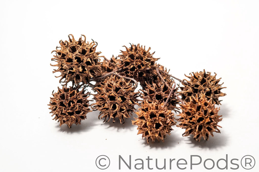 Sweetgum Pods