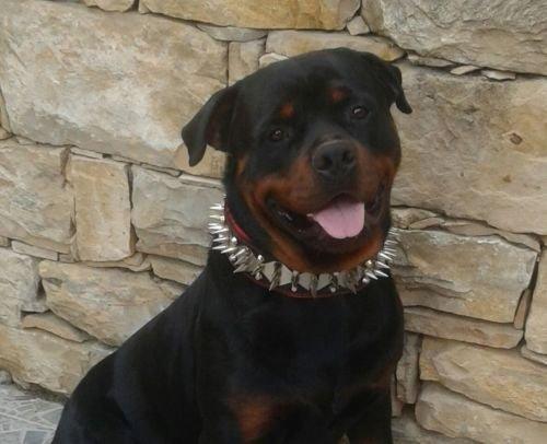 The "Steel" collar